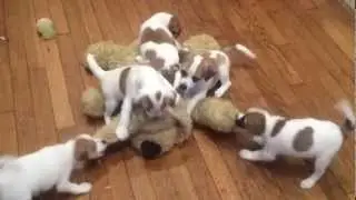 Jack Russel puppies at week seven and with their first 