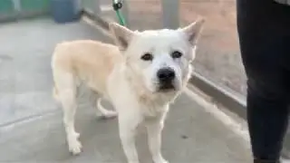 Draco 86466/Shy Guy/NYCACC