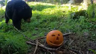Fuzzy Black Bears Find And Devour Halloween Pumpkins