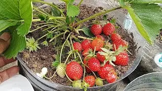 Merawat Pohon Strawberry Hingga Berbuah Lebat