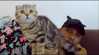 iAmMoshow The Cat Rapper - Cats That's It (Official Video)