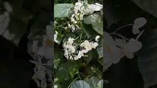 This tropical garden is hidden away in an office in New York City