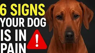 6 HIDDEN Signs Your Dog Is In Pain! MUST WATCH FOR DOG OWNERS
