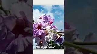 terete vanda#shorts