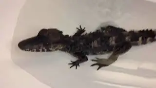 Caiman bath time