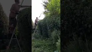 Hedge Cutting Timelapse #gardenmakeover #gardener