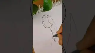 🔴How To Draw TULIP FLOWER 🔴Please SUBSCRIBE if you like.. #shorts