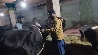 Cow Udder Odema Treatment Cow Udder Treatment  Cow Mastitis Treatment @Dr.Fahed Tanveer kamboh