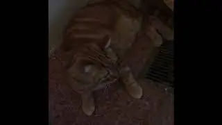 Trash Destroyer vs Buttercup