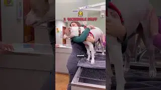At The Waggin' Train, we take care of your pets!