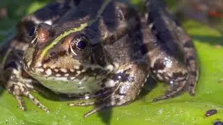 Do Frogs Eat Snails? Exploring the Diet of Frogs
