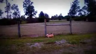 Dachshunds and Mini Horse racing