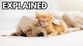Can cats feel love? Explained