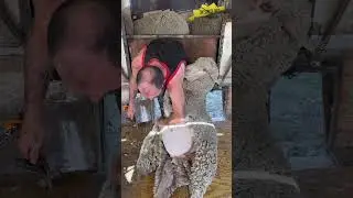 Shearing Merino/Rambouillet Cross 🐑