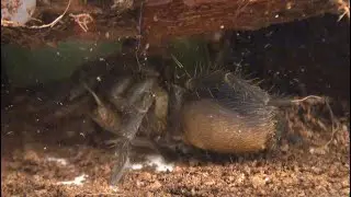 Feeding My Colombian Dwarf Blue Tarantula aka Colombian blue bottle (Pseudhapalopus sp Blue)
