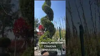 plante decorative craiova-Lumea Plantelor