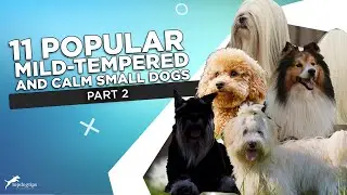 Part 2: 11 Popular Mild-Tempered and Calm Small Dogs