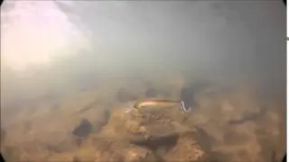 Shimano Sport Camera Underwater Video of Jackall Dowzvido