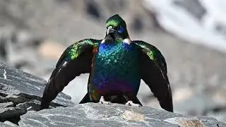 Top 50 Stunning & Exotic Birds Displaying Feathers | Nature Sounds 4K ASMR
