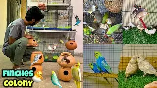 Zebra finches ki new colony bna di🐣|Voilet rainbow budgies ka new pair lga dia🌈