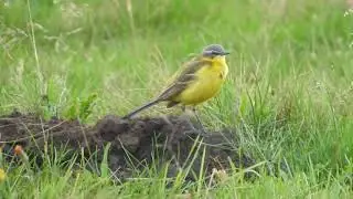 Pliszka ż&oacute;łta, wolarka (Motacilla flava) /  yellow wagtail
