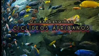 27 - Os exuberantes Ciclídeos Áfricanos - Parte 3: Conhecendo o Lago Tanganika