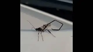 Is this a flying scorpion??