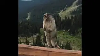 Суслик кричит!