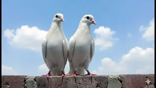 The Dropper Pigeon Can Fly So High ?