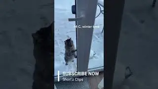 Hurry let him in 🥰🥰 #catslovers🥰 #cutescats #kittycat #cats