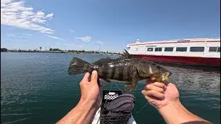 Spotted Bay Bass Fishing in Long Beach!!