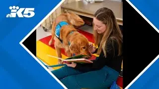 Dedicated Seattle Children's Canine Companion facility dog 'Nash' starring at 50th anniversary gala