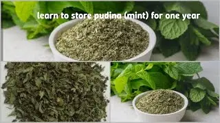 How to store mint leaves (pudina) for long time 1 year | pudina ko store krne ka asan tareeqa .