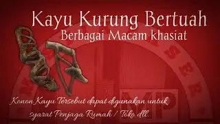 Manfaat & Khasiat Kayu Kurung Alam