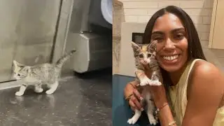 Woman Adopts Adorable Kitten Found on New York City Subway