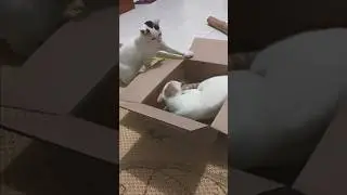 #Cats fighting over a box