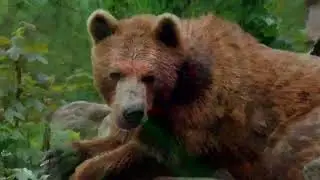 Amazon Wildlife   In 4K ULTRA HD   Amazon Rainforest Jungle   Nature song