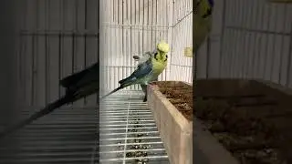 Male Black Wing GOLDEN Wonderful Color #breeding #hagoromo #blackwing #budgies