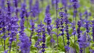 Clary Sage introduction and overview