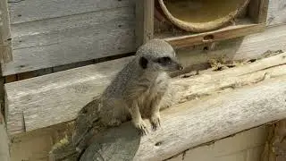 Raptor Foundation 4k