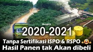 Sertifikasi Ispo dan Rspo Tanaman Kelapa Sawit