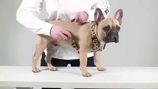 Fresh Pawz - H Harness Tutorial