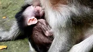 Newborn Timo spends much long to feed milk, Appropriate Tima being a wonderful for newborn