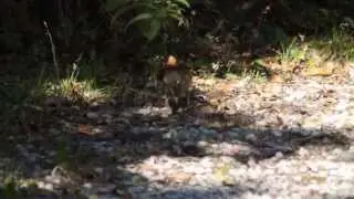 Song Thrush bashing a snail @RSPBLeightonMoss
