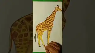 ll GIRAFFE DRAW & COLOR Il
