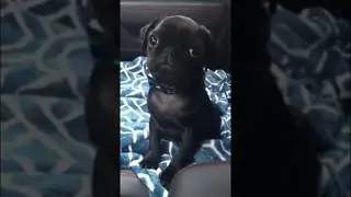 adorable black pug whining inside vehicle