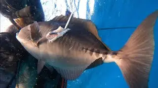 Sawtail Surgeon spearfishing 🌊🪸🤿🐟
