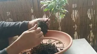 Ficus Benjamin zum Bonsai vorbereiten (Teil1) - Umtopfen in Mineralisches Vulkatec Substrat