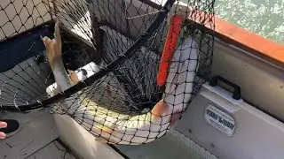 Using Big Baits to Catch Muskies and Answering Your Questions!