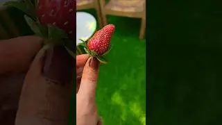 🌸..... to .....🍓❤️#music #garden #strawberry #viralmusic#viral #viralshorts #minivlog #homegarden